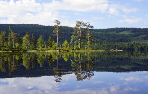 Lake surrounded by the green, lush Oslo forest in the summer.
